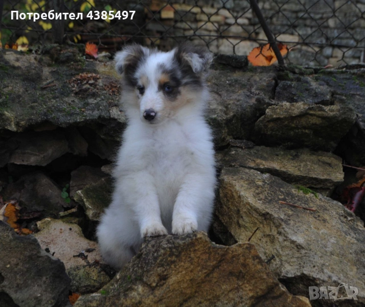 Кученце Шелти момче FCI , снимка 1