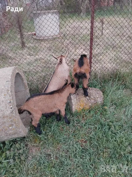 Продавам ярета френски алпин , снимка 1