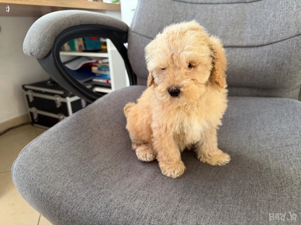 Мини Пудели Актуално от 16.1.2026, снимка 1