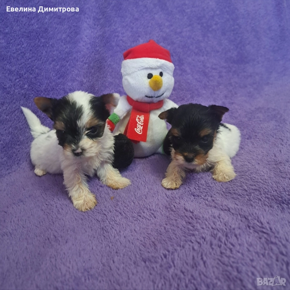 Йоркширски териер бивер момичета, снимка 1