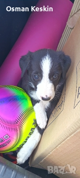 Бордър коли, снимка 1