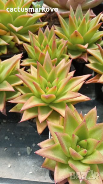 echeveria lipstick, снимка 1