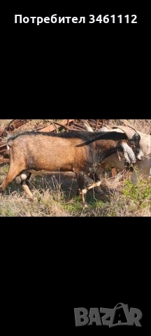 продавам 2 кози и един пръч редовни, снимка 3 - Кози - 52719193