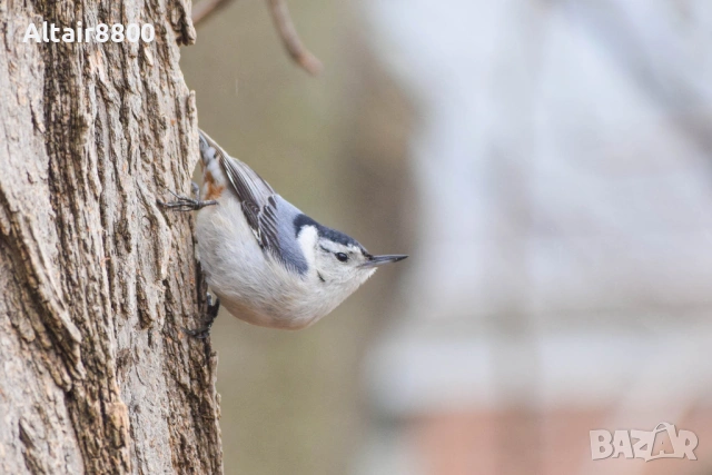 Nikon AF-S 55-200mm f/4-5.6G ED VR обектив Никон, снимка 10 - Обективи и филтри - 53014652