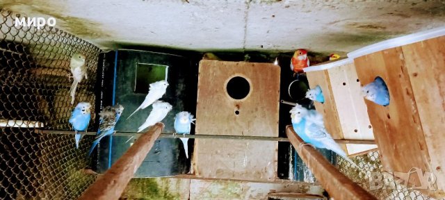 ТКБ Хеликоптери , снимка 4 - Папагали - 38350184