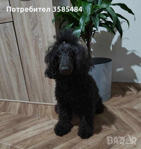 Mini poodle/Мини пудел , снимка 12 - Пудели - 53463482