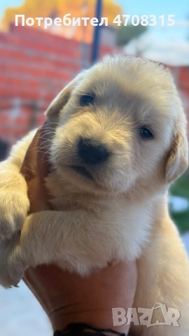 Голдън ретривър момче чистокръвно момченце, снимка 2 - Голдън ретривър - 53221846