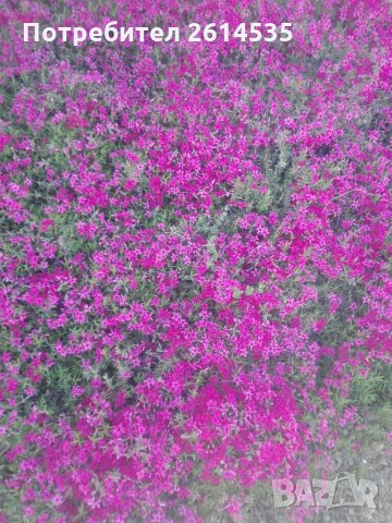 Флокс Стелещ , снимка 5 - Градински цветя и растения - 28595624