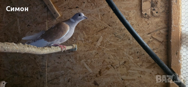 Гугутки скумрийки, снимка 9 - Гълъби - 52967544