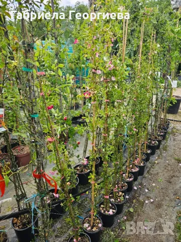 Роза "Лейди Банкс ", снимка 6 - Градински цветя и растения - 50369843