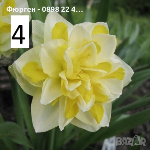 Луковици на Нарцис, снимка 4 - Разсади - 51459212