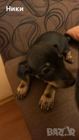 Мини пинчер, снимка 2 - Пинчер - 53290639