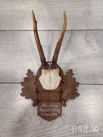 Трофей рога от сръндак и дива коза  , снимка 6 - Антикварни и старинни предмети - 52020554