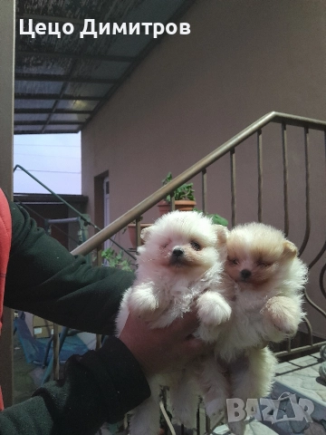 померанчета 