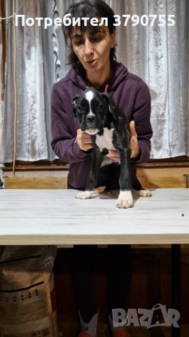 Боксер , снимка 6 - Боксер - 53012002