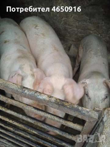 Прасета, снимка 3 - Прасета - 52413386