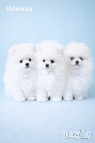 Померан мъжки и женски 