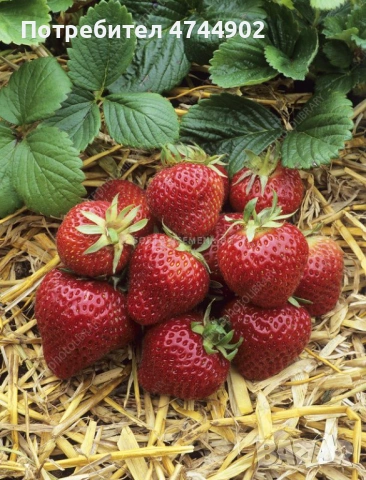 Prodavam razsad celogodishni qgodi sort Фавори , снимка 3 - Разсади - 53576596