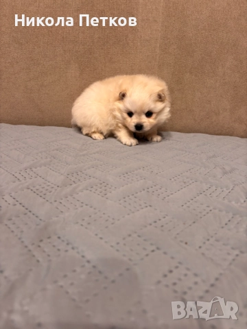 Померанчета, снимка 5 - Померан - 52997235