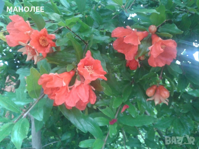 🍉🍍🍇НАР-това е вкус,здраве и красота🎁💐🌼