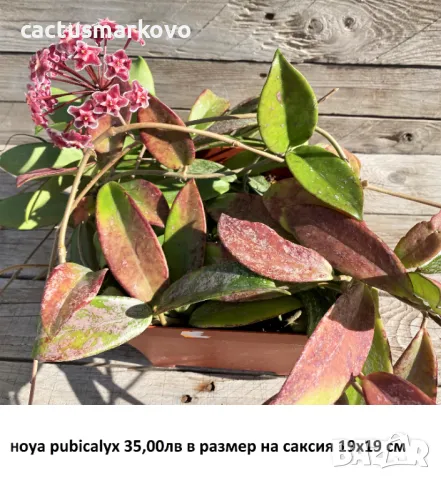 Hoya pubicalyx, снимка 4 - Стайни растения - 50078498