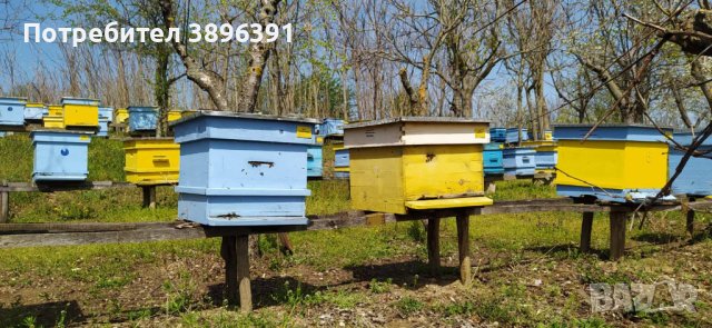 ПЧЕЛЕН МЕД, снимка 5 - Пчелни продукти - 43062605