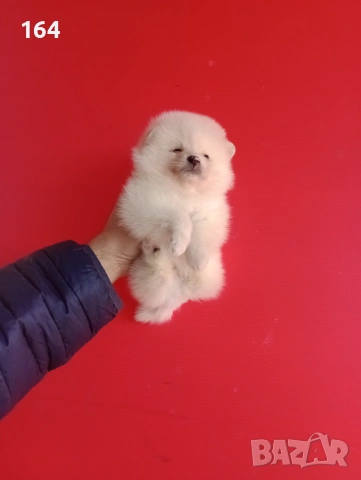 Прекрасен избор на Померанчета. Мъжки и женски Померани. Реални снимки от 12.01.26 г., снимка 16 - Померан - 53027724