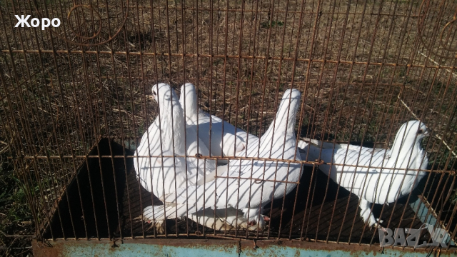 типлери френски дюклер, снимка 3 - Гълъби - 44874842