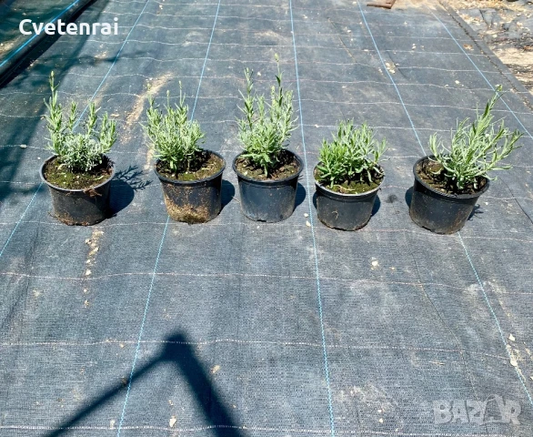 Лавандула, снимка 1