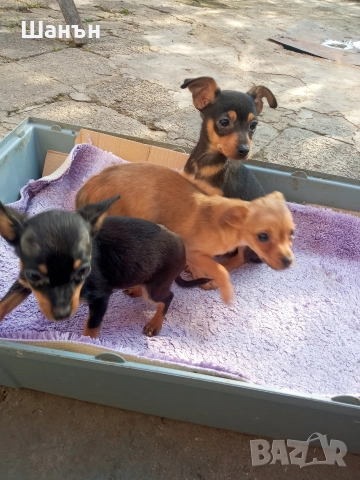 Продавам пинчери, снимка 12 - Пинчер - 52624873