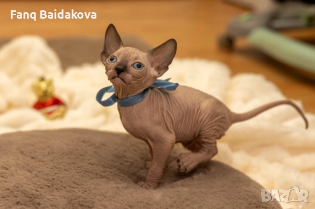 Мъжка котка сфинкс