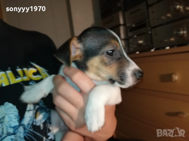 ДЖАК РЪСЕЛ С ПАСПОРТ И ВАКСИНА-МОМЧЕ В ТРИ ЦВЯТА 1110252034