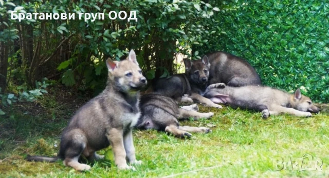 Чехословашки вълчак 