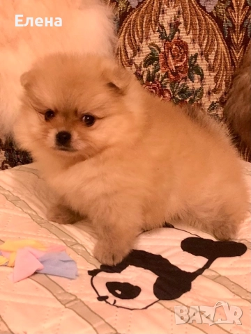 Померанче, снимка 11 - Померан - 52392869