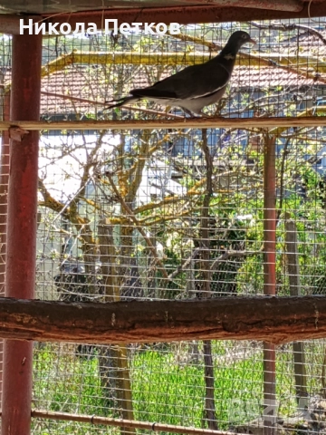 Гривеци , снимка 7 - други­ - 52127132