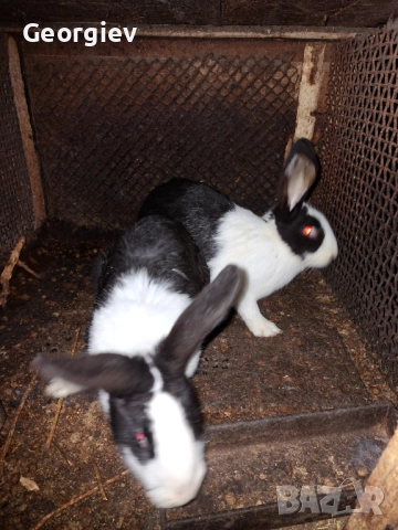 Заек или заешко месо , снимка 5 - Домашни продукти - 48620664