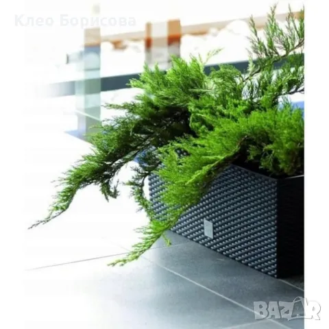 Модерна саксия с поливна система, снимка 6 - Стайни растения - 48950485