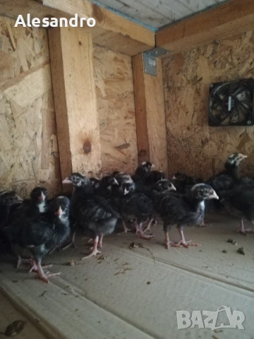 Мъжки пилета Супер Харко, снимка 1