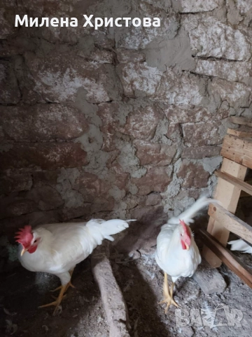 Продавам петли бял легхорн 