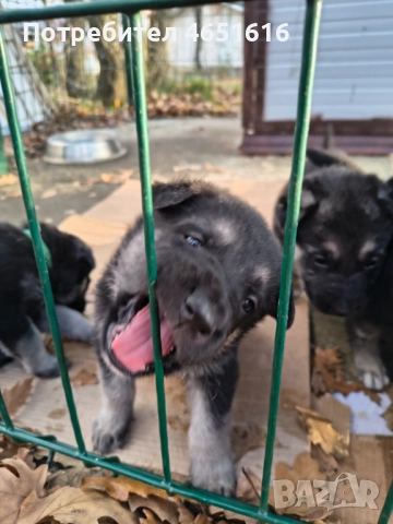 Източноевропейска овчарка, снимка 7 - Други - 52432078