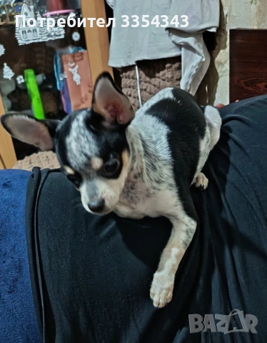 Чихоа родено 23 1125, снимка 4 - Чау Чау - 53539097