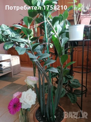 Цвете Замиокулкас