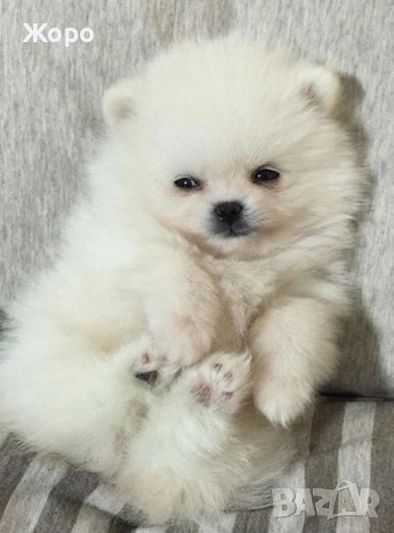 Померан мъжки и женски , снимка 5 - Шпиц - 53139091