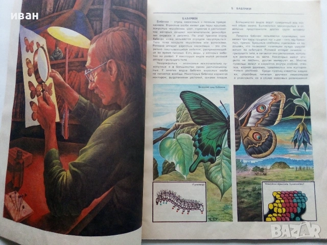 Они должны жить - Бабочки - Н.И.Кочетова - 1990г., снимка 5 - Енциклопедии, справочници - 53111027