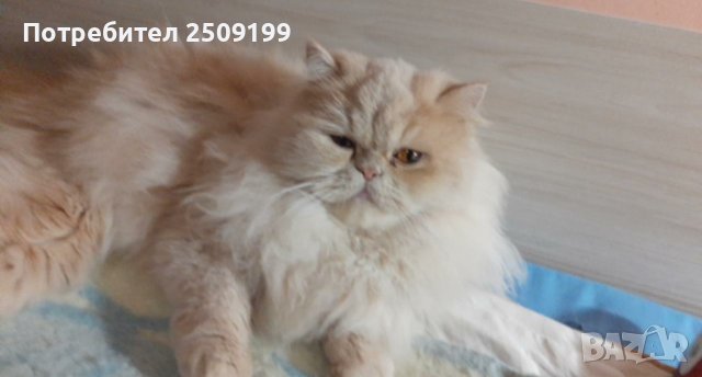 Женска персииска котка търси партньор, снимка 9 - Персийска - 42976080