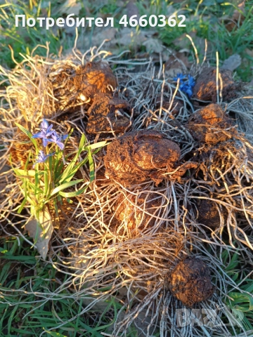 Змийска хурка - екстра качество!, снимка 3 - Сортови семена и луковици - 52532849