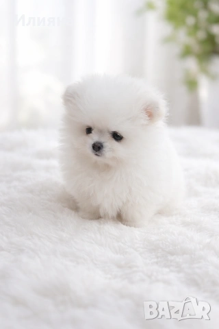 Померан мъжки и женски , снимка 2 - Померан - 52864873