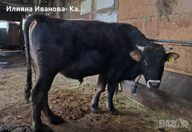 Продажба на Разплоден Бик и Женски Телета! 