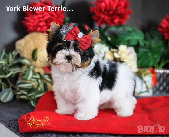 ЙоркширскИ Териер! Мини момиче с родословие, доставка до всеки град 