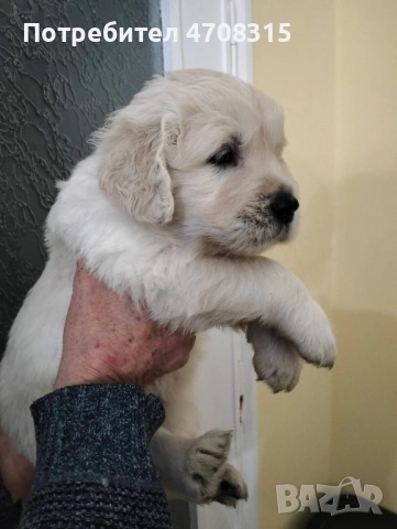 Голдън ретривър момче чистокръвно момченце, снимка 6 - Голдън ретривър - 53221846